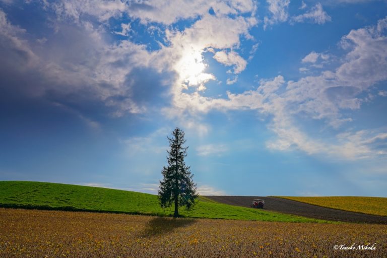 Are Japan’s dismissal regulations not strict compared to international standards?